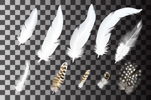 Set Of Realistic Feathers