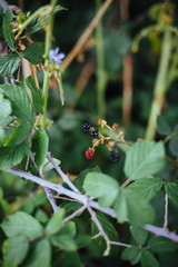 Detail of wild blackberries