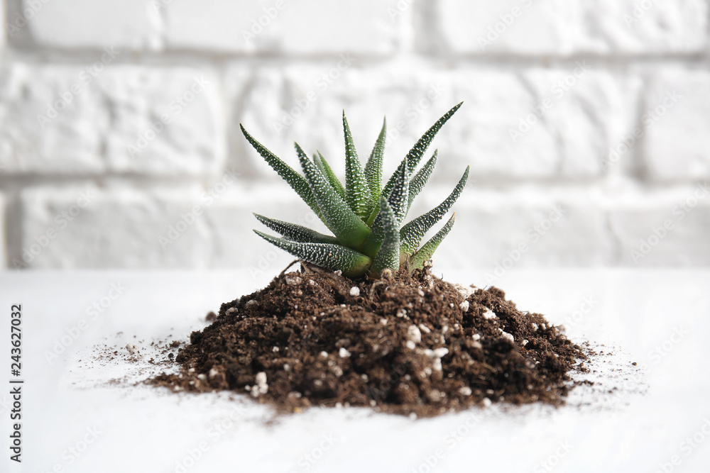 Heap of soil with green plant on white table