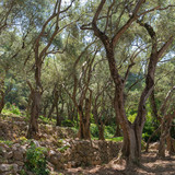 Fototapeta Natura - Olive-tree path in Nikitsky Botanical Garden (one oldest botanical gardens in Europe), Crimean peninsula