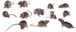 brown rat isolated on a white background - collection