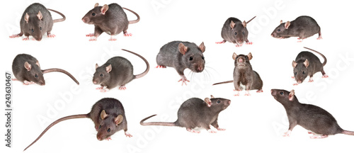 Fotomural brown rat isolated on a white background - collection