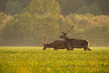 Two Red Deer, Cervus Elaphus, At Sunset Enjoyingsunny Weather. Wildlife Spring Scenery With Mammals. Backlit Animals.