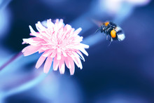 Amazing Artistic Natural Background. Bumblebee Flying Over Fanta