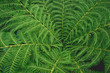 green fern frond leaf from above
