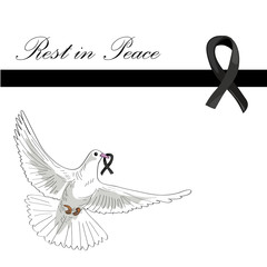 Rest in Peace. Flying pigeon with black ribbon on white background. Vector illustration of white pigeon flying. RIP