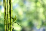 Fototapeta Sypialnia - Many bamboo stalks on blurred background