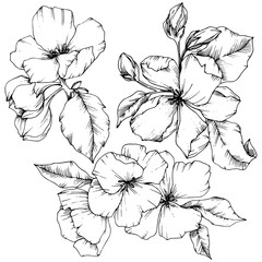 Vector Apple blossom floral botanical flower. Black and white engraved ink art. Isolated flowers illustration element.