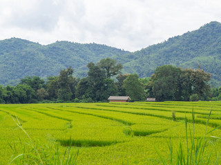 Landscape rice field Thailand.