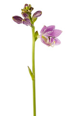 Blooming flowers Hosta. Perennial plant on a white background.