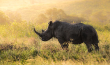 Männliches Nashorn In Südafrika