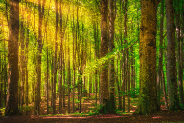 Casentino secular forest. Tree misty woods or beechwood. Tuscany, Italy.