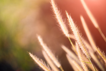 Wall Mural - Close up grass flower during sunrise in the morning or sunset in evening.