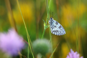 Wall Mural - black and white butterfly on a meadow