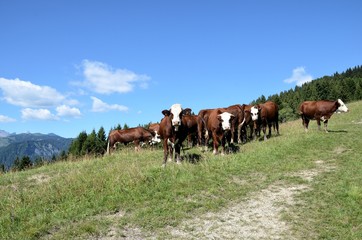 Vaches Abondance, massif des Alpes, Crest Voland