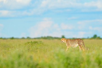 Wall Mural - cheetah in grass, blue sky with clouds. spotted wild cat in nature habitat. cheetah, acinonyx jubatu