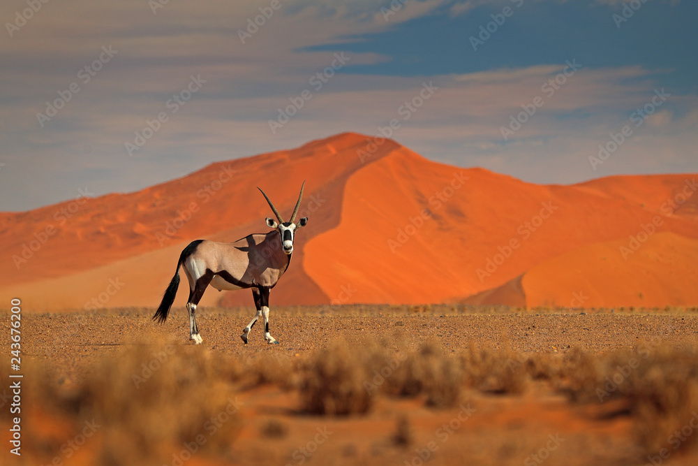 Gemsbok with orange sand dune evening sunset. Gemsbuck, Oryx gazella, large antelope in nature habitat, Sossusvlei, Namibia. Wild animals in the savannah. Animal with big straight antler horn. - obrazy, fototapety, plakaty 