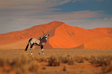 gemsbok with orange sand dune evening sunset. gemsbuck, oryx gazella, large antelope in nature habit