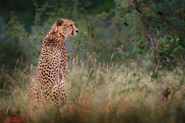 Wall Mural - cheetah, acinonyx jubatus, walking wild cat. fastest mammal on the land, botswana, africa. cheetah o