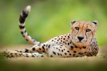 Wall Mural - cheetah, acinonyx jubatus, detail portrait of wild cat. fastest mammal on the land, etosha np, namib