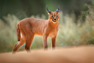 Wall Mural - caracal, african lynx, in green grass vegetation. beautiful wild cat in nature habitat, botswana, so