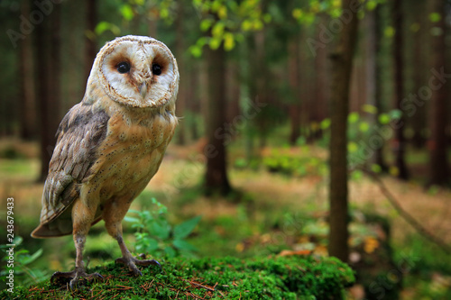 Barn Owl Tyto Alba Sitting On The Green Moss Stone In Forest At