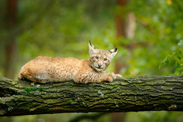 Wall Mural - young lynx in green forest. wildlife scene from nature. walking eurasian lynx, animal behaviour in h