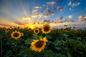 Fotobehang - Summer landscape: beauty sunset over sunflowers field