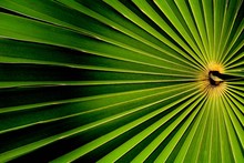 Lines And Textures Of Green Palm Leaves