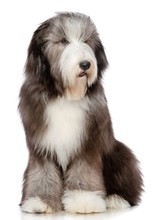 Bearded Collie Dog On Isolated White Background In Studio