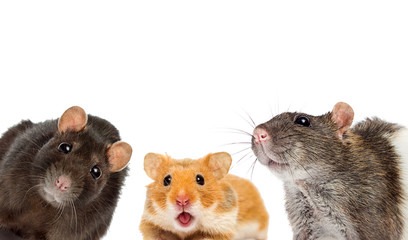 Wall Mural - group of rodents is watching