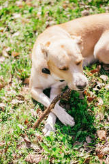 Canvas Print - dog on a walk in the spring park