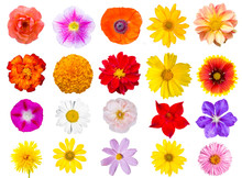 Big Collection Of Top View Flowers Isolated On White Background