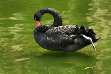 Black Swan Preening Feathers In Lake
