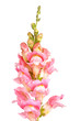 Single stem of pink and white snapdragon flowers isolated