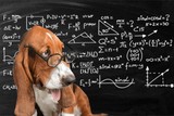 Fototapeta Psy - Math dog crazy glasses academic animal blackboard