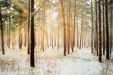 Wall Mural - Dreamy Landscape with winter forest and bright sunbeams