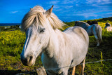 Fototapeta Konie - Cavallo bianco Islandese