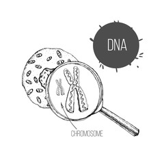 Wall Mural - illustration of hand drawn sketch the structure of DNA under magnifier. Drawing genetic engineering. Cell structure.