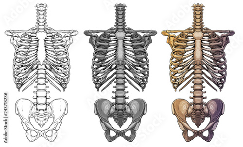 Fotografía Graphic detailed black and white colorful human skeleton thorax bones