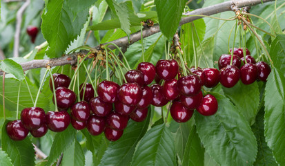 Great harvest of ripe red cherries on a tree branch. Selective focus.