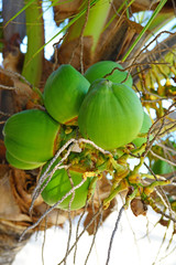 Wall Mural - Green young coconuts growing on a palm tree