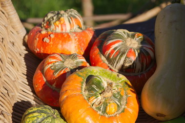 pumpkin on a market