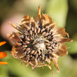 Seed pod of Calendula officinalis or Pot marigold
