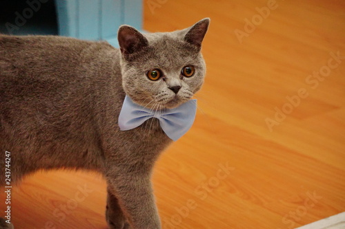 British Shorthair Cat With Amber Eyes And Grey Fur Buy This