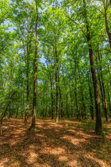 Poster - Beautiful oak forest at springtime