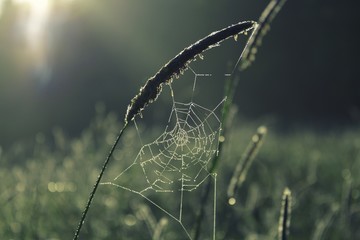 Spider web covered with dew in the morning