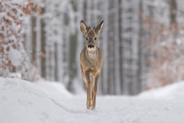 Wall Mural - beautiful young deer on a winter day. everything covered in fresh white snow, more falling down. cut