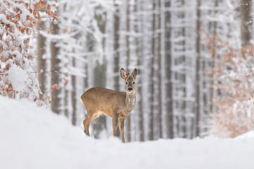 Wall Mural - beautiful young deer on a winter day. everything covered in fresh white snow, more falling down. cut