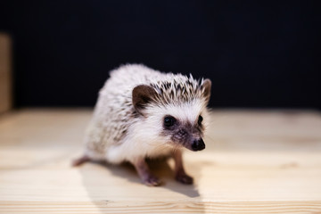 Domestic young hedgehog portrait in home interior